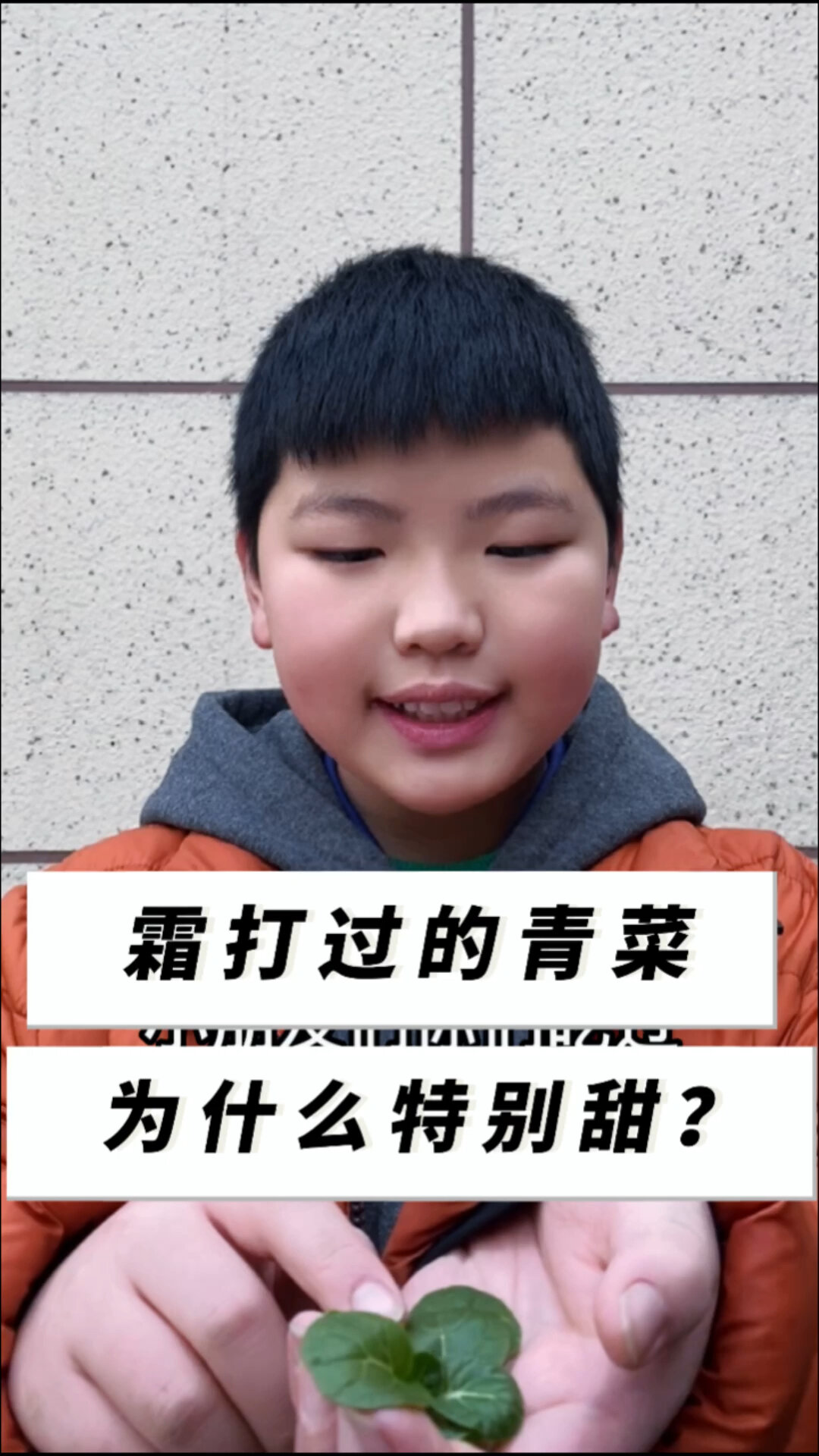 霜打过的青菜,为什么特别甜?