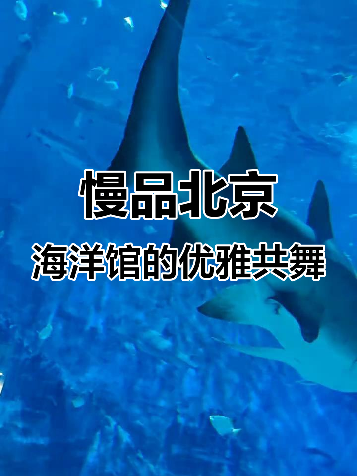 北京海洋馆光影下的鱼群舞动,梦幻之美尽显
