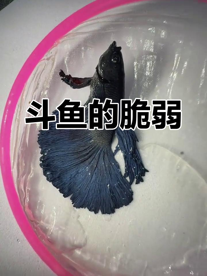 斗鱼看似容易养,实则脆弱易死,真是让人心疼!