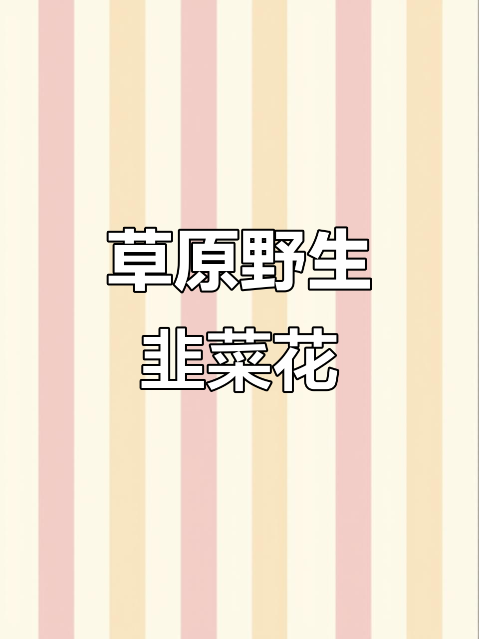 内蒙古野生韭菜花,劲道十足,纯天然无添加