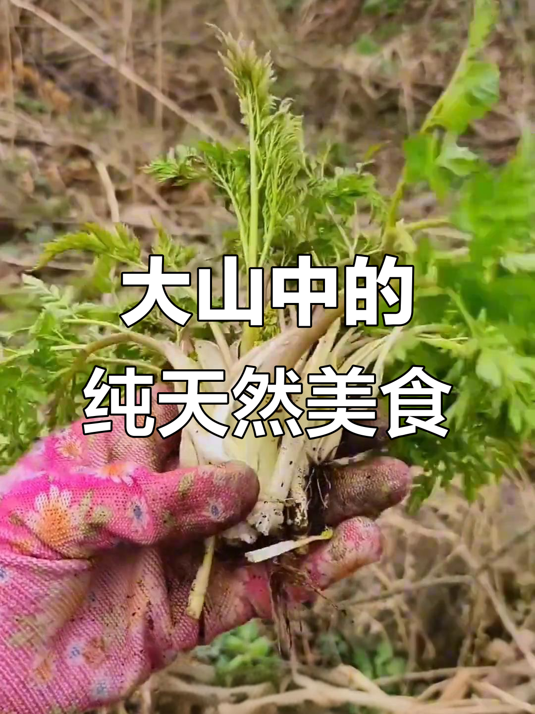东北大山里的美味野菜，你吃过几种？
