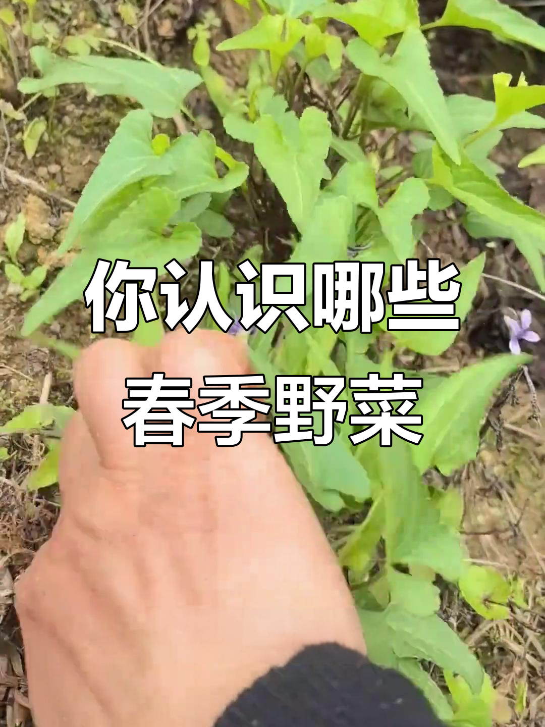 春天挖野菜，这些常见品种你吃过吗？