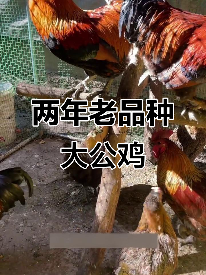 云南两年大公鸡,炖出紧实美味,只需水和盐