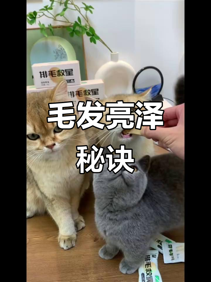 告别毛球,轻松一包,鸡肉猫草让猫咪毛发更亮丽!