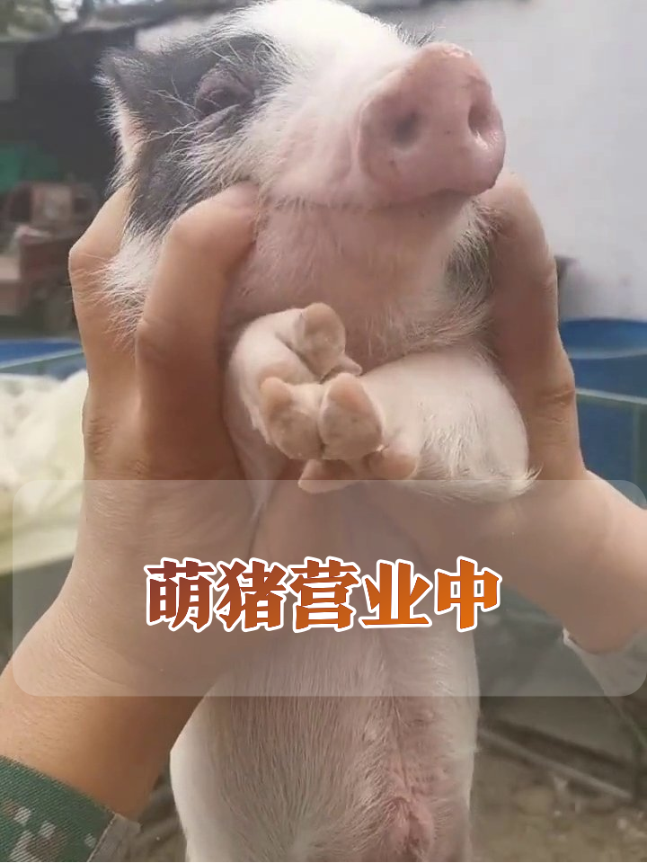 小猪被抱出“被迫营业”表情包，揣手手撒娇萌化网友