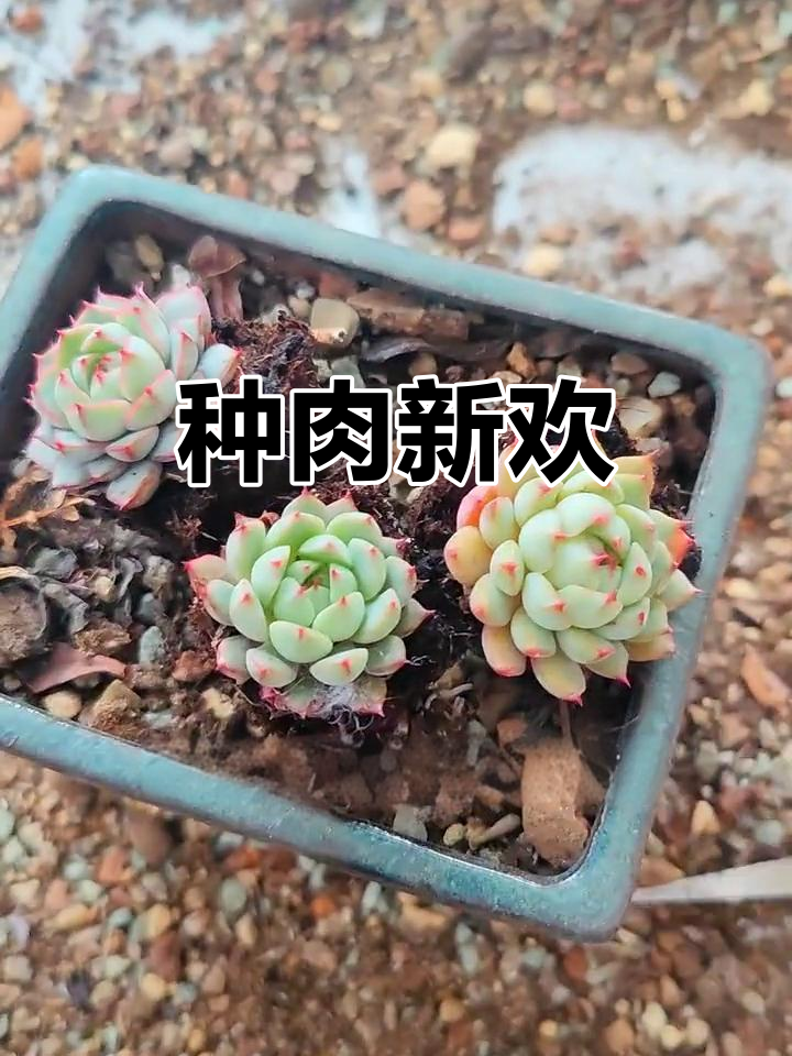 周末种肉，法比奥拉拼盆，新伙伴加入啦！