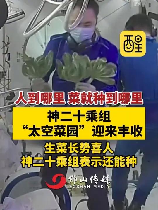 人到哪里,菜就到种哪里!神二十乘组“太空菜园”迎来丰收,生菜长势喜人,神二十乘组表示还能种