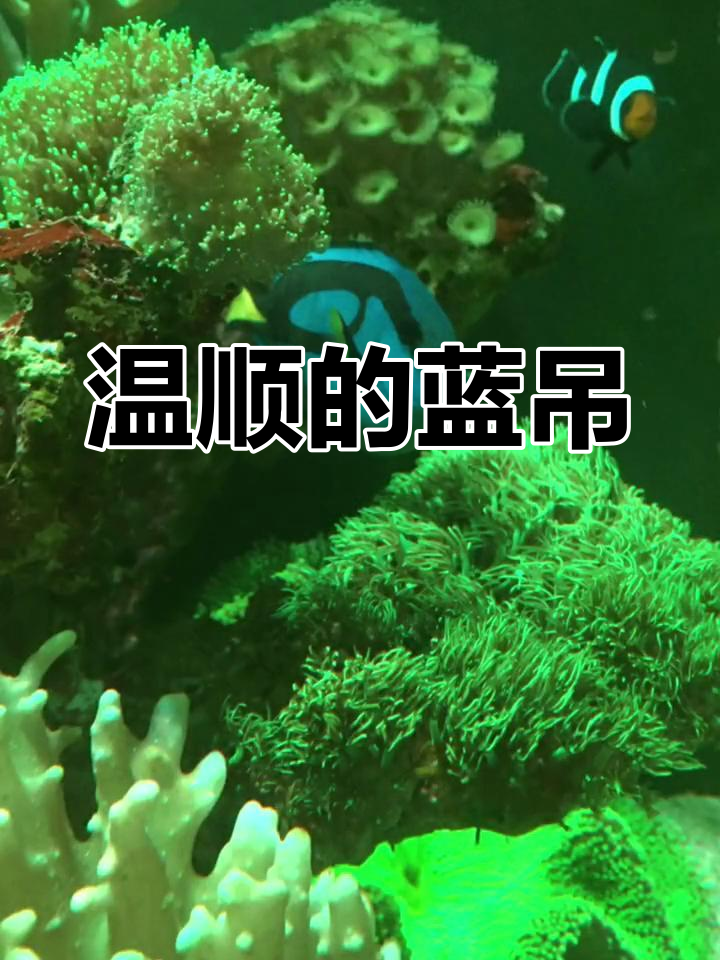 蓝吊,温和草食鱼类,适合珊瑚缸饲养