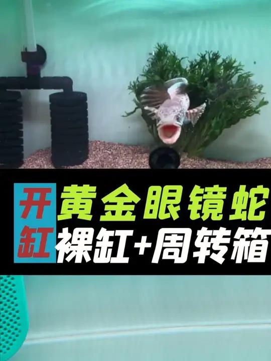 开缸全纪录,养黄金眼镜蛇雷龙,科学搭配鱼缸,养鱼更轻松!