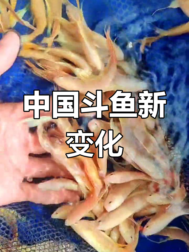 鱼友们,中国斗鱼的改良品种大揭秘!