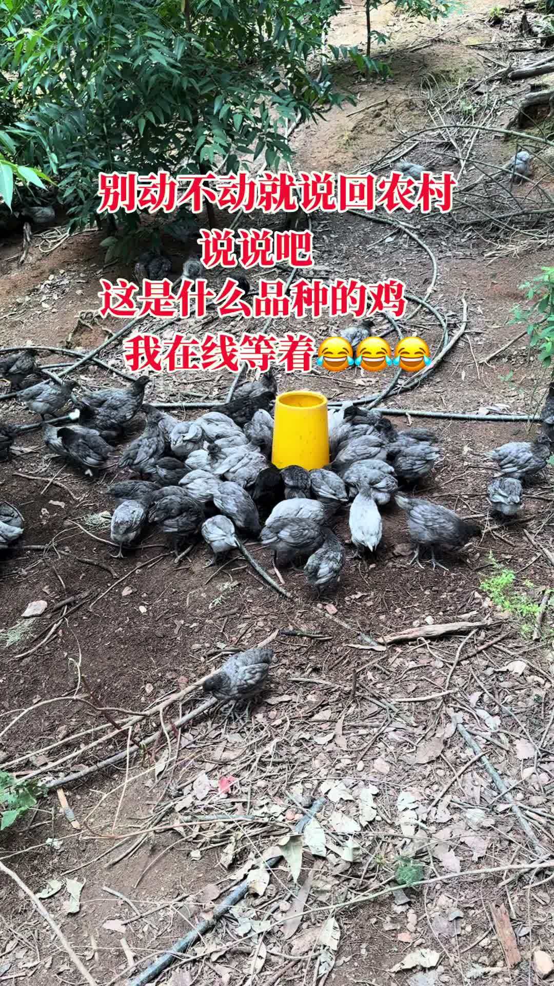 别动不动就说回农村,这是什么品种的鸡你知道吗?生态散养土鸡 散养鸡 生态养殖 林下生态散养
