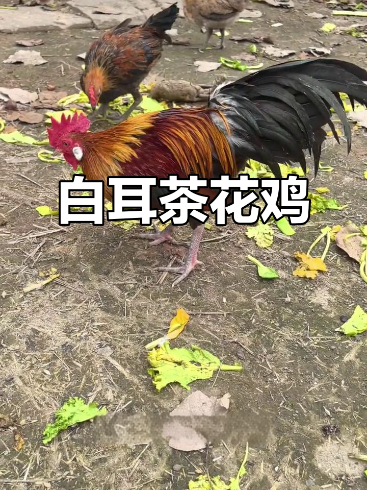 茶花鸡:独特观赏土鸡,白耳大而美丽