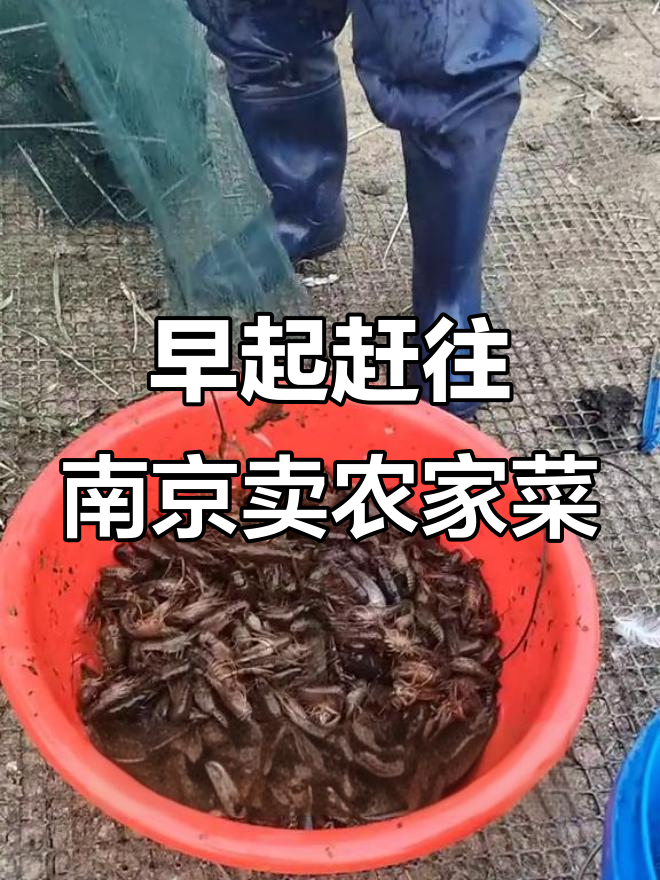 从安徽老家到南京卖农家菜,凌晨四点起床收地笼的辛苦与收获