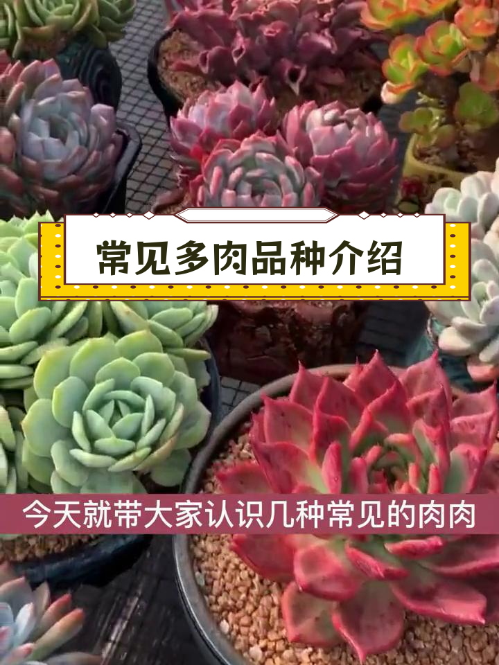 多肉植物品种大揭秘,各种美丽形态等你来发现