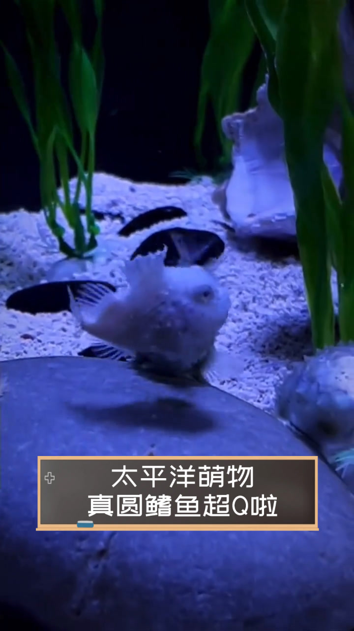 太平洋萌物,真圆鳍鱼超Q啦