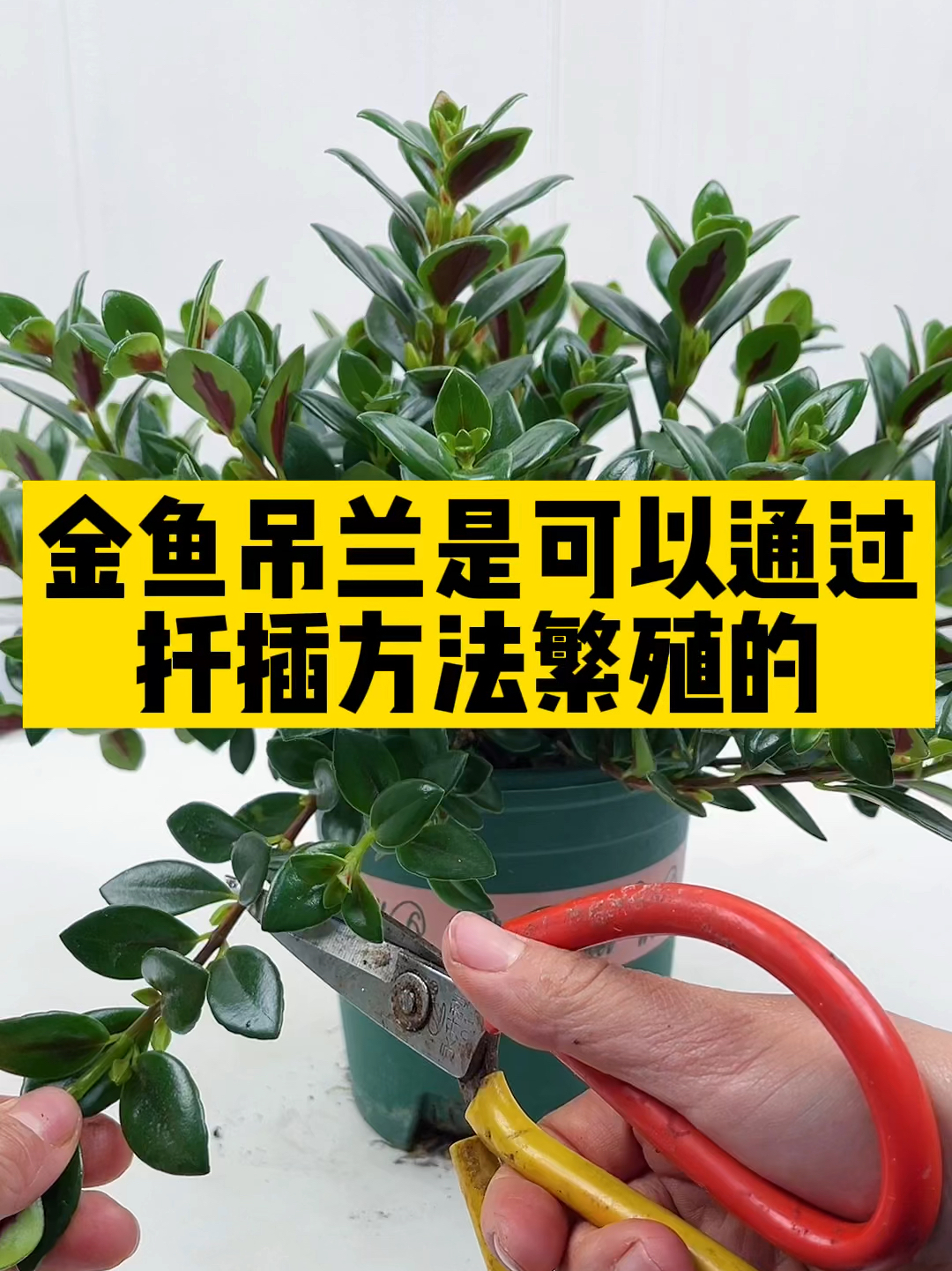 金鱼吊兰是可以通过扦插方法繁殖的