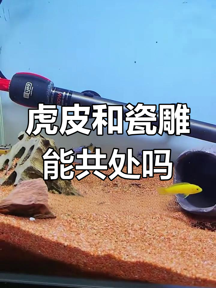 虎皮鱼与三湖慈鲷混养,谁更强势?