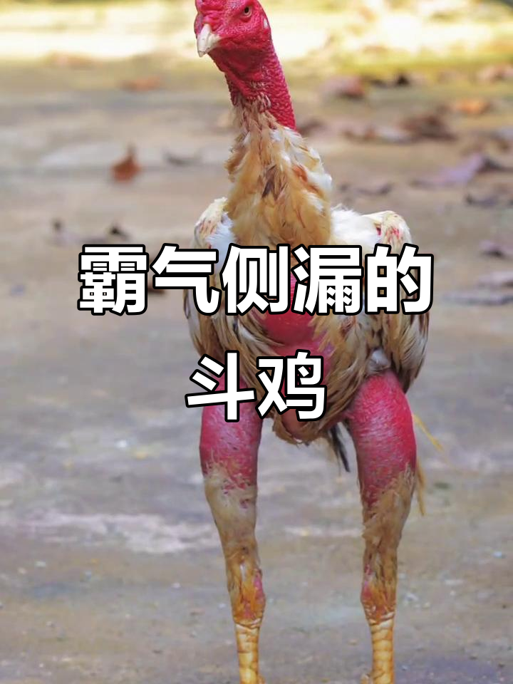 这只斗鸡怎么样?骨架协调、肌肉发达,打腿重不重