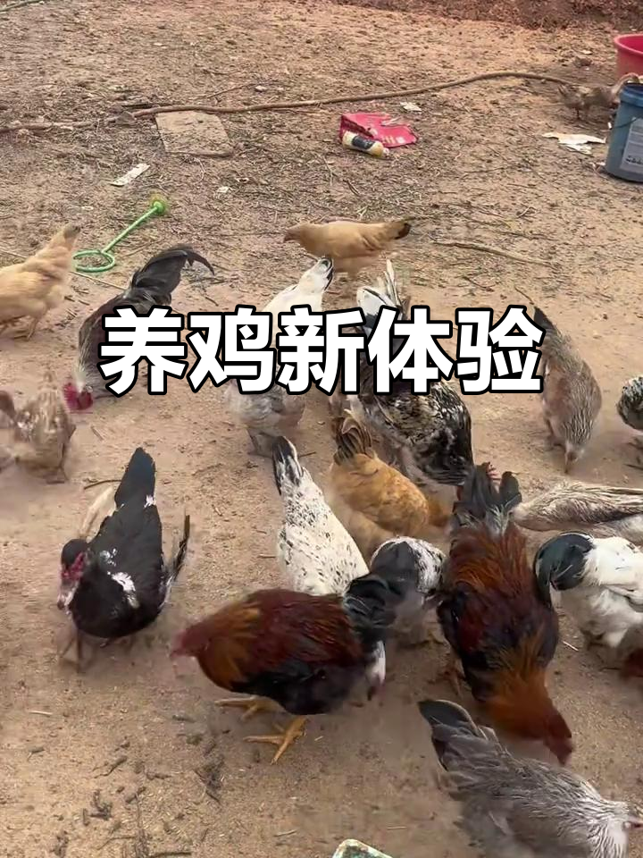 第一次养鹊山鸡,才发现原来有这么多种类!