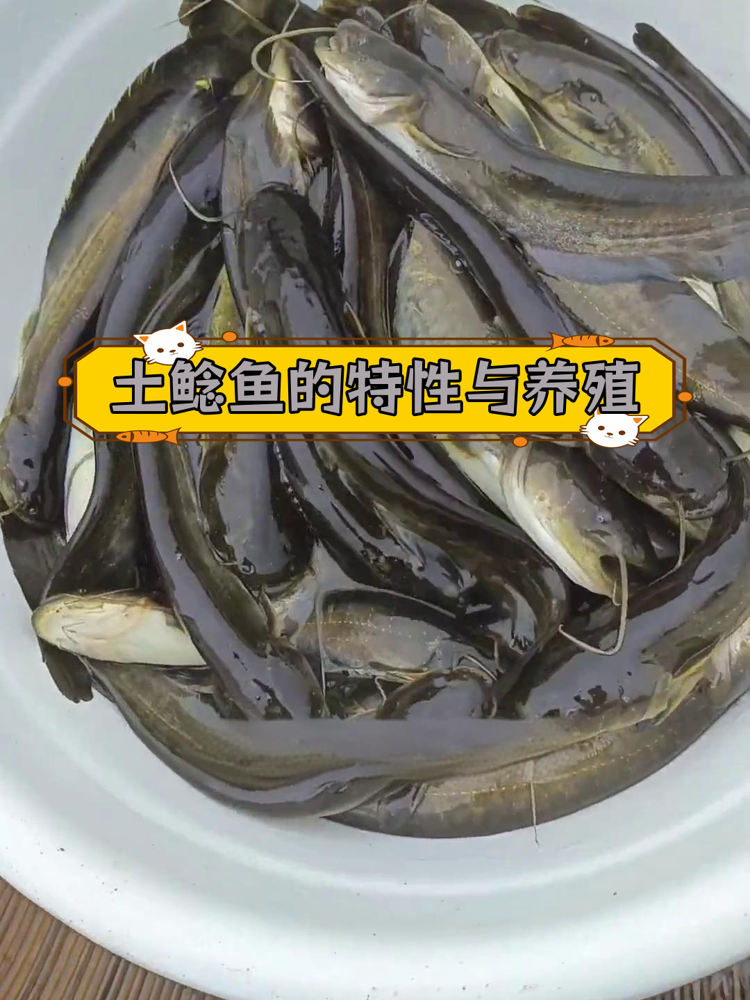 土鲶鱼:常见淡水肉食性鱼类,耐寒抗病易养殖