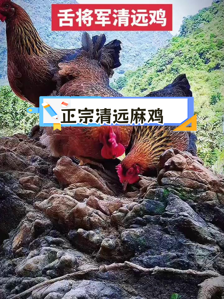 清远鸡正宗品种,肉质鲜美