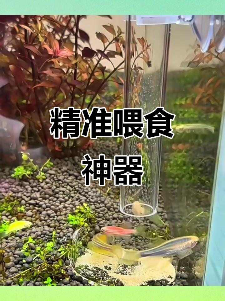 玻璃喂食器,精准投喂鱼虾,高清观察更便捷