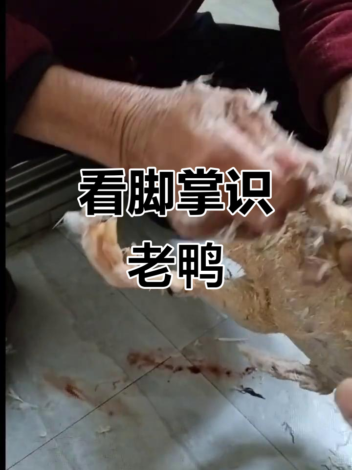 老板说看脚掌就能分辨鸭子的年龄,四百块一只的老鸭子值不值?