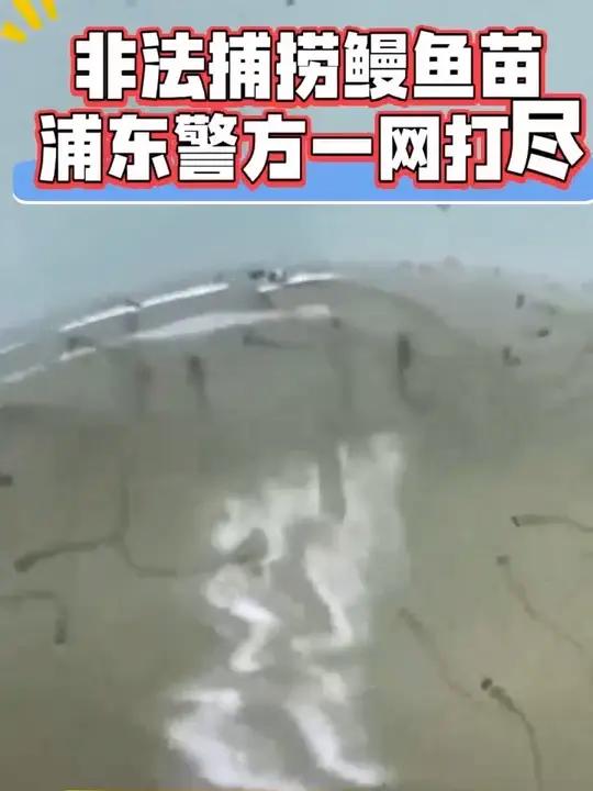 非法捕捞鳗鱼苗 浦东警方一网打尽