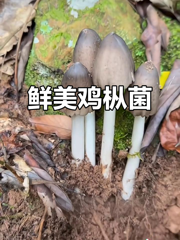 新鲜鸡枞菌,山珍美味不容错过!