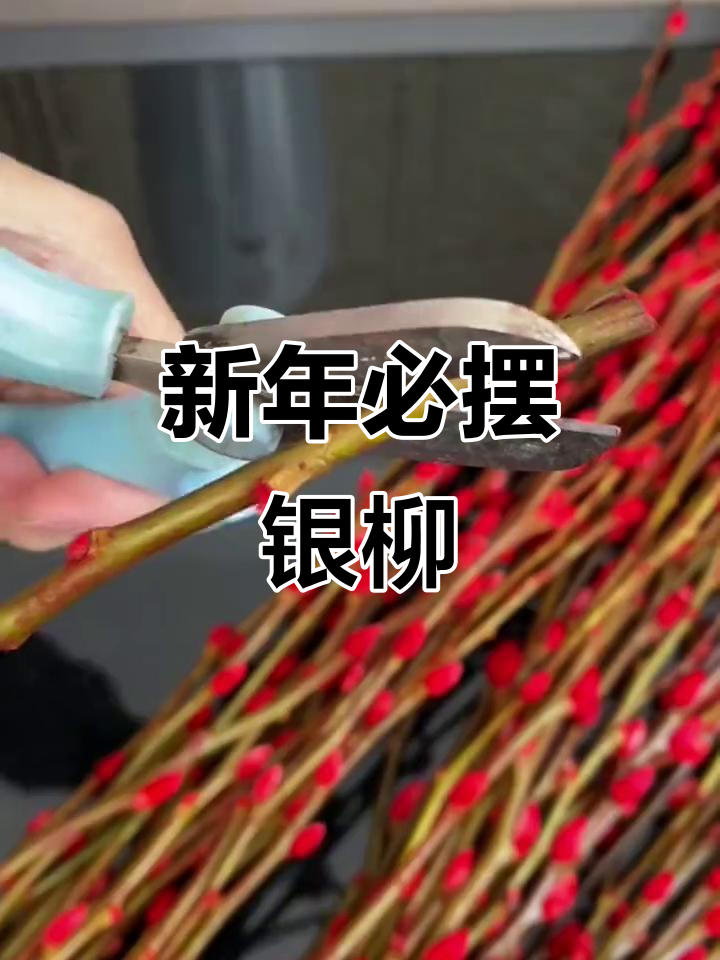 过年家里放银柳,招财进宝好运连连