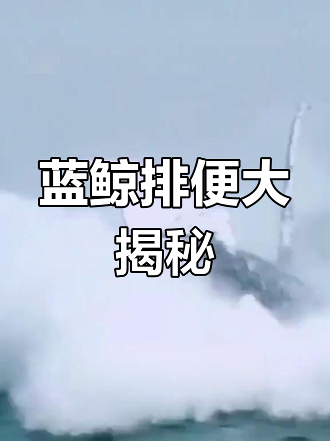 蓝鲸吃五吨磷虾后,排泄惊人场面揭秘