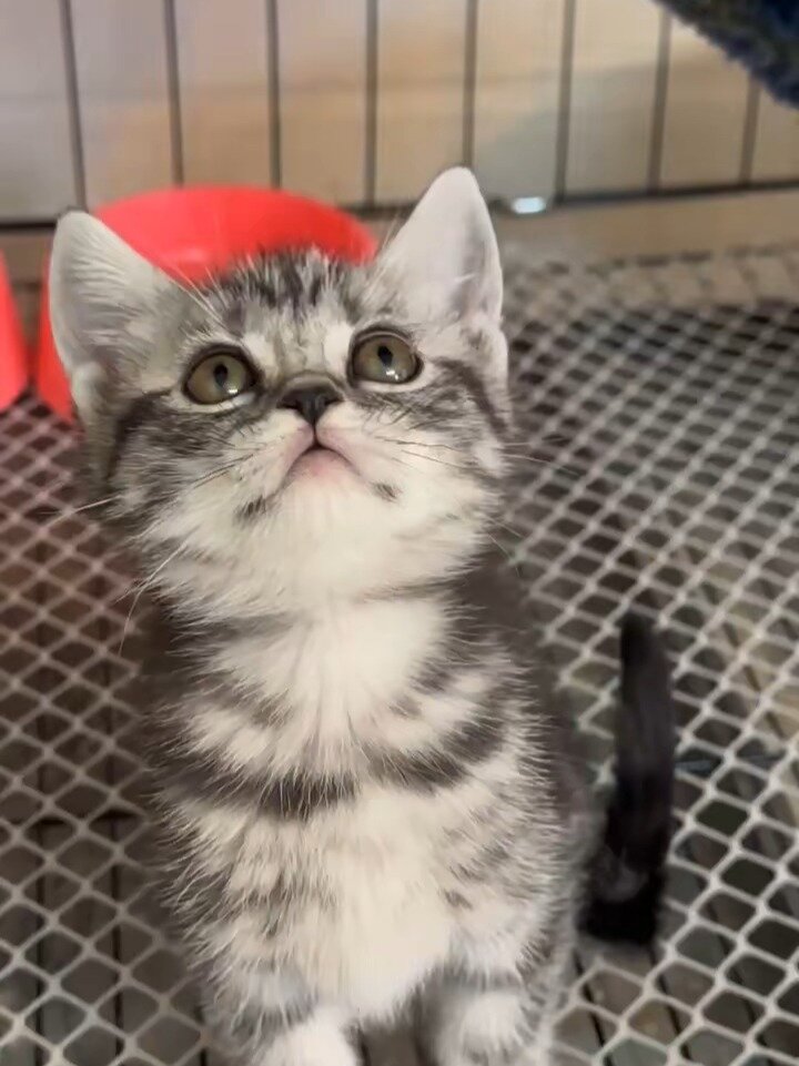 美短标斑妹妹鱼骨纹美短猫2000