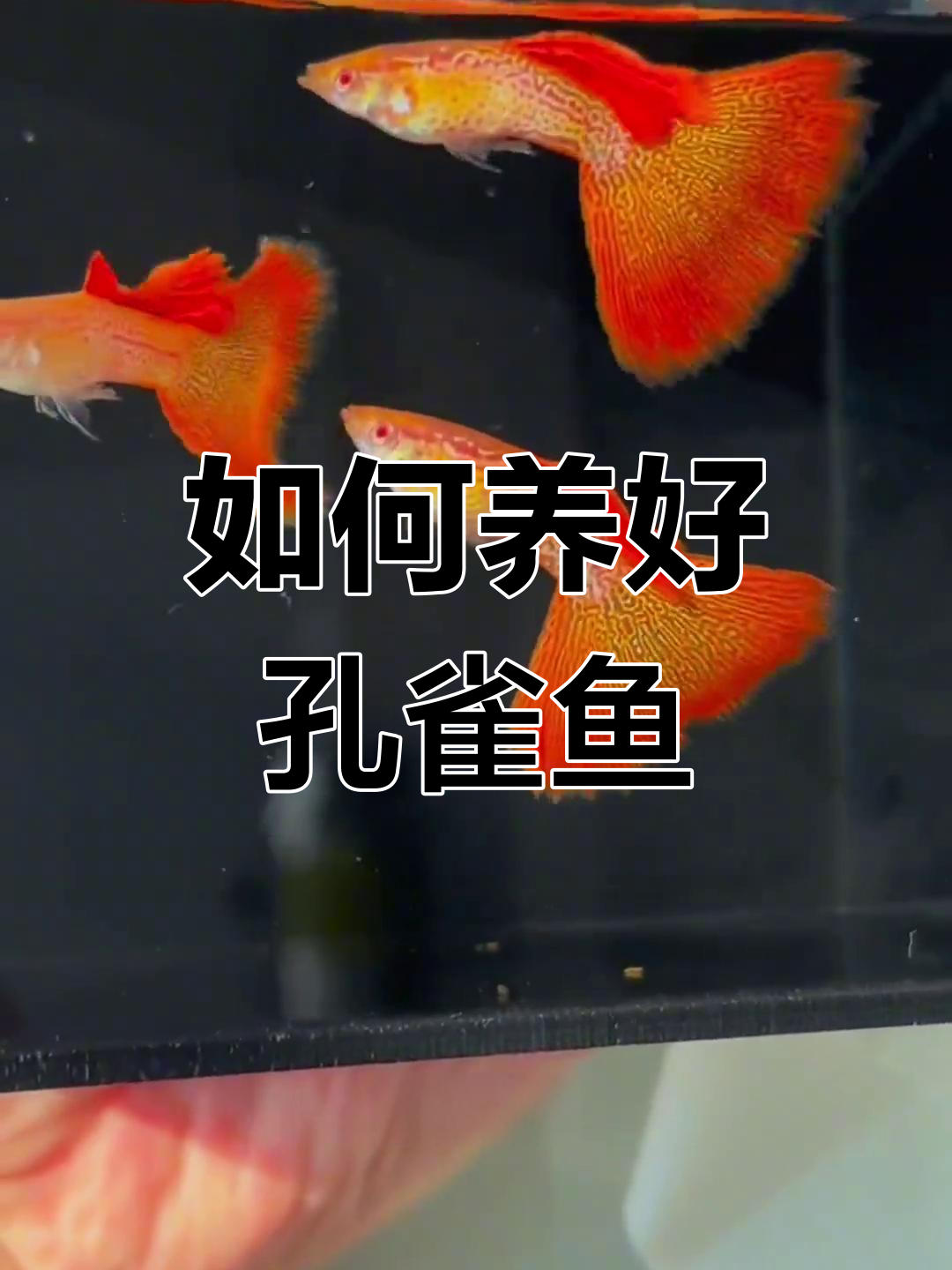 孔雀鱼繁殖揭秘:如何避免高价买大尾巴