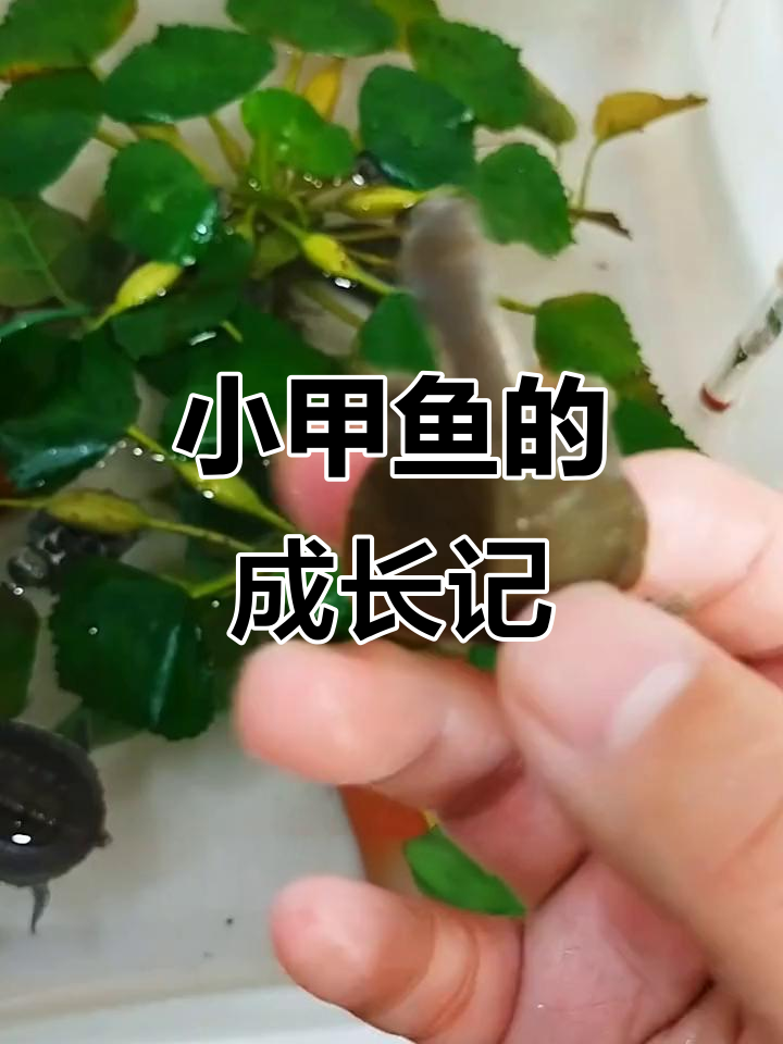 终于入手小甲鱼,准备好好照顾它长大!