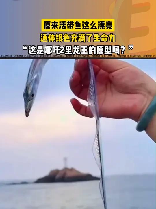 活带鱼真的好漂亮,你见过吗?