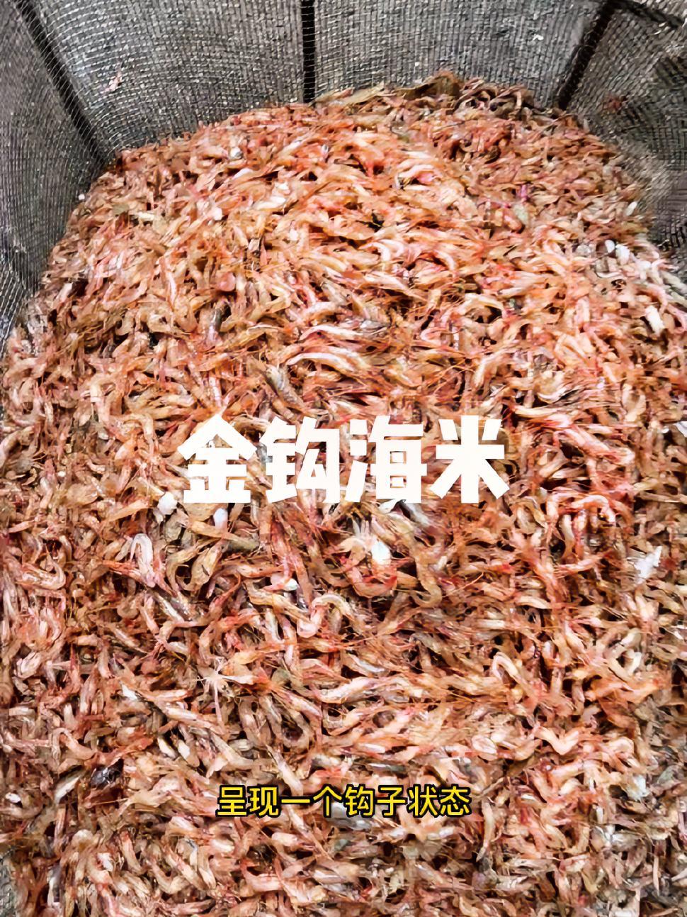 崂山海域特产金钩海米的由来?讲解不足之处请指正,但是别喷呦 海米 青岛 崂山 青山渔村 导