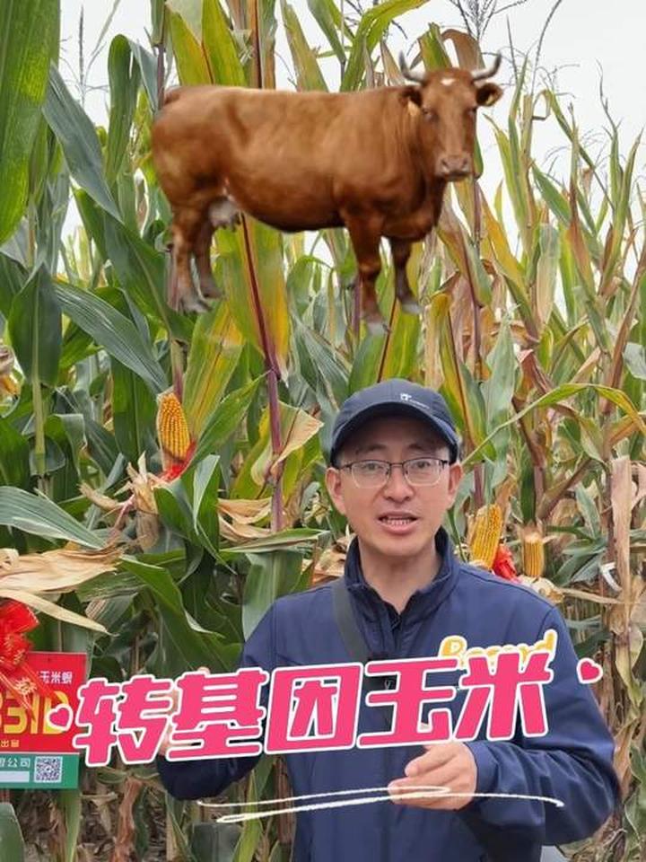 丰收季看转基因玉米效果,它对人到底安不安全?