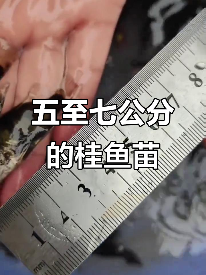 深圳桂鱼苗养殖场,五到七公分规格全解析