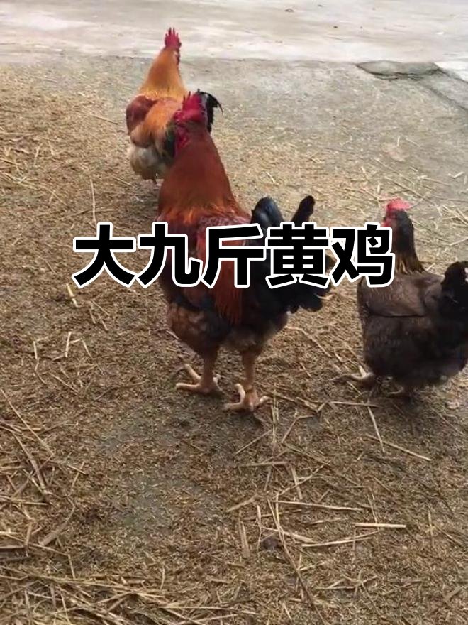 九斤黄鸡,农村喂得够大了吧!