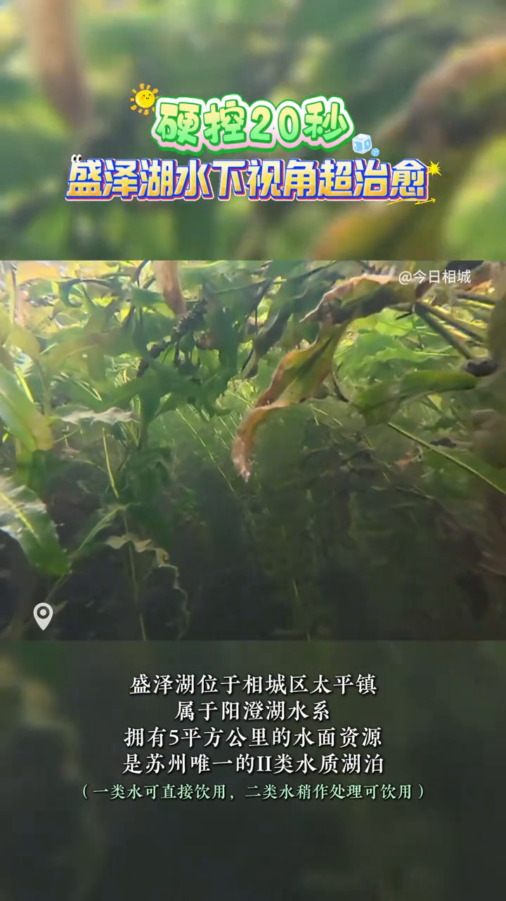 谁懂啊！在盛泽湖的水下世界里，看鱼儿自由穿梭真的太治愈了