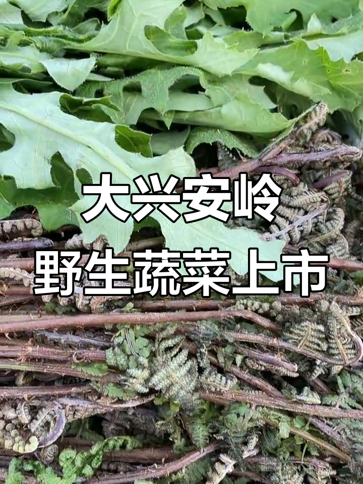 大兴安岭野菜大丰收,蕨菜、猴头菜等纯天然美味上市