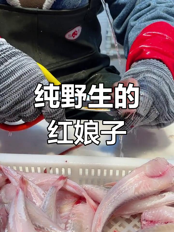 野生红娘鱼,肉质鲜美无污染,清蒸水煮油炸皆可