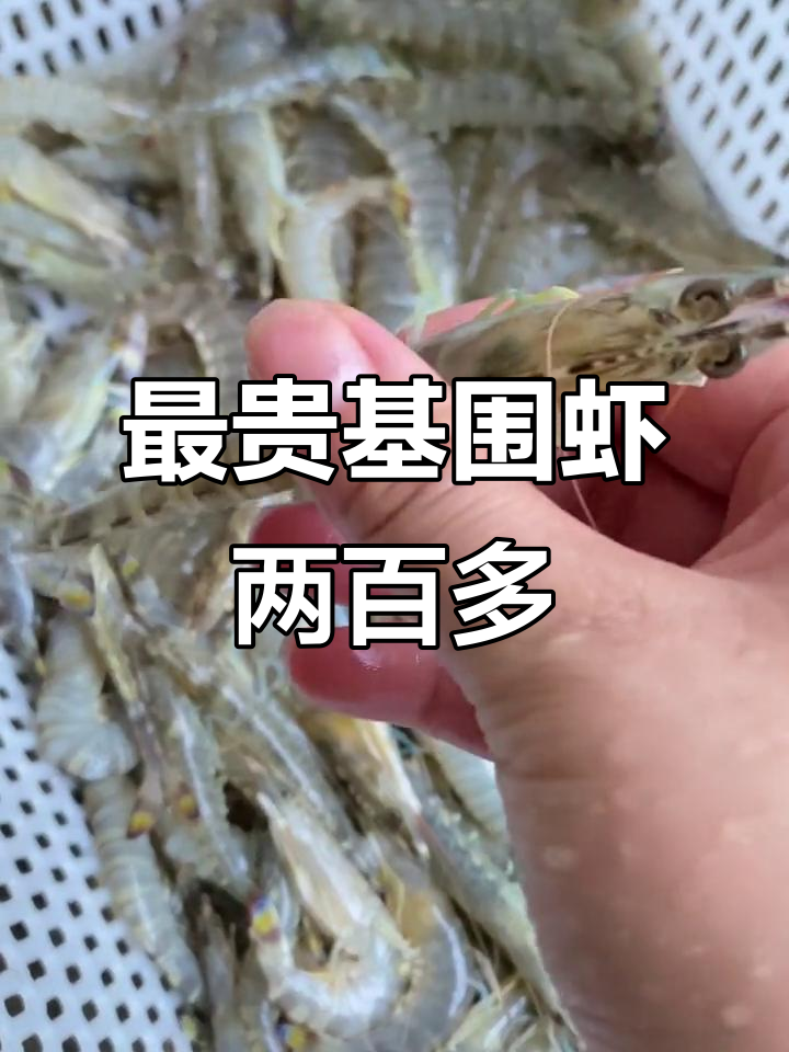 基围虾市场价格破百,九节虾凤尾虾美味又好看