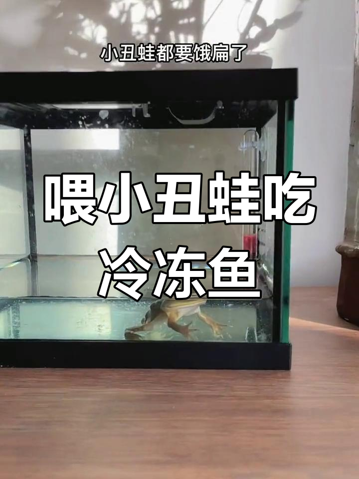 小丑蛙饿得不行,半小时抓鱼一分钟吃饭