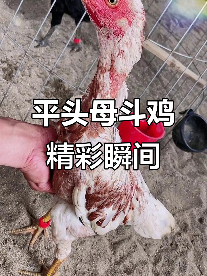 越南斗鸡现场：平头母带火烧毛，精彩瞬间不容错过