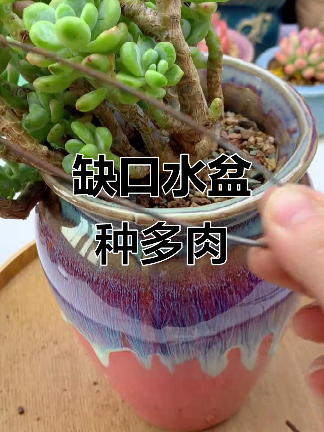 多肉缺口花盆种植技巧，打造独特造型
