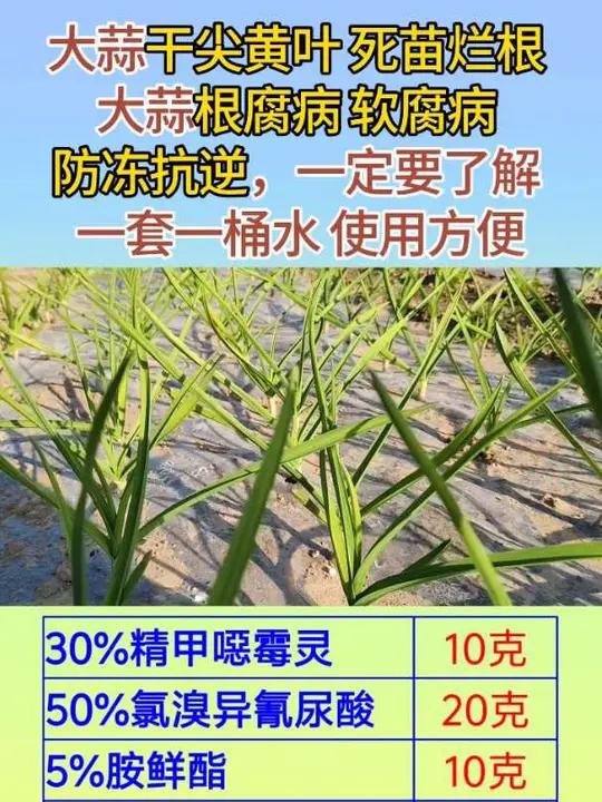 大蒜干尖黄叶 死苗烂根,大蒜根腐病 软腐病 防冻抗逆,一定要了解一套一桶水 使用方便