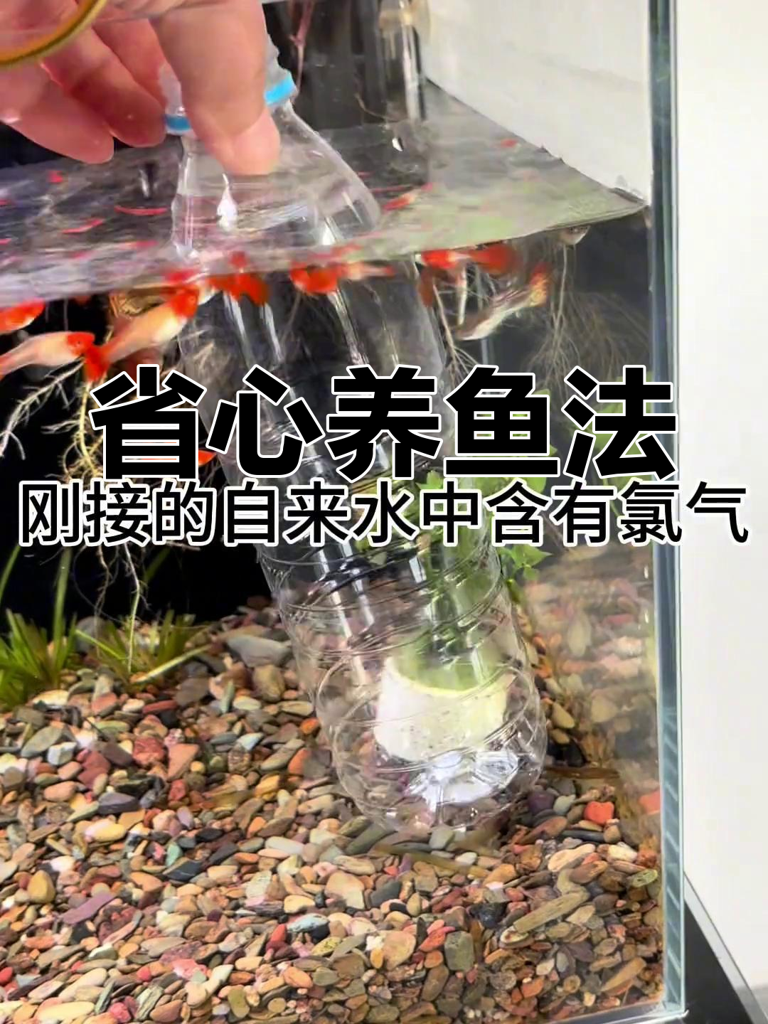 懒人养鱼,接自来水加片宝,轻松去氯氨,水质更健康!