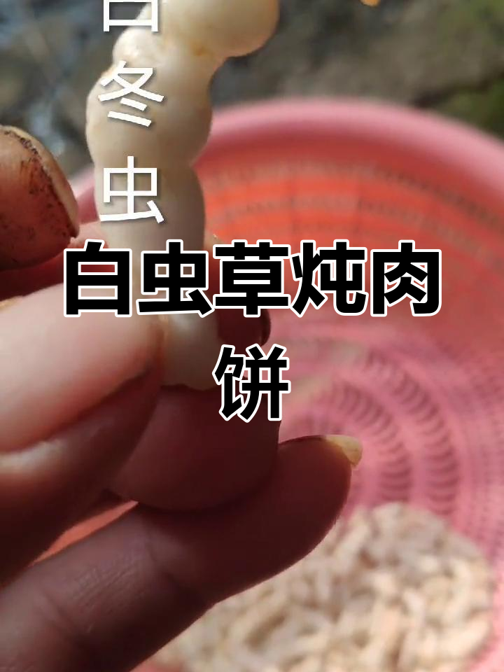 白冬虫草炖汤,滋补润肺又美味