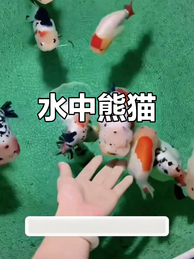 兰寿金鱼,呆萌又珍贵,互动性强,价格惊人